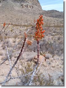 m4102067 * Ocotillo * 2272 x 1704 * (1.09MB)