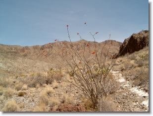 m4102076 * Ocotillo * 2272 x 1704 * (870KB)